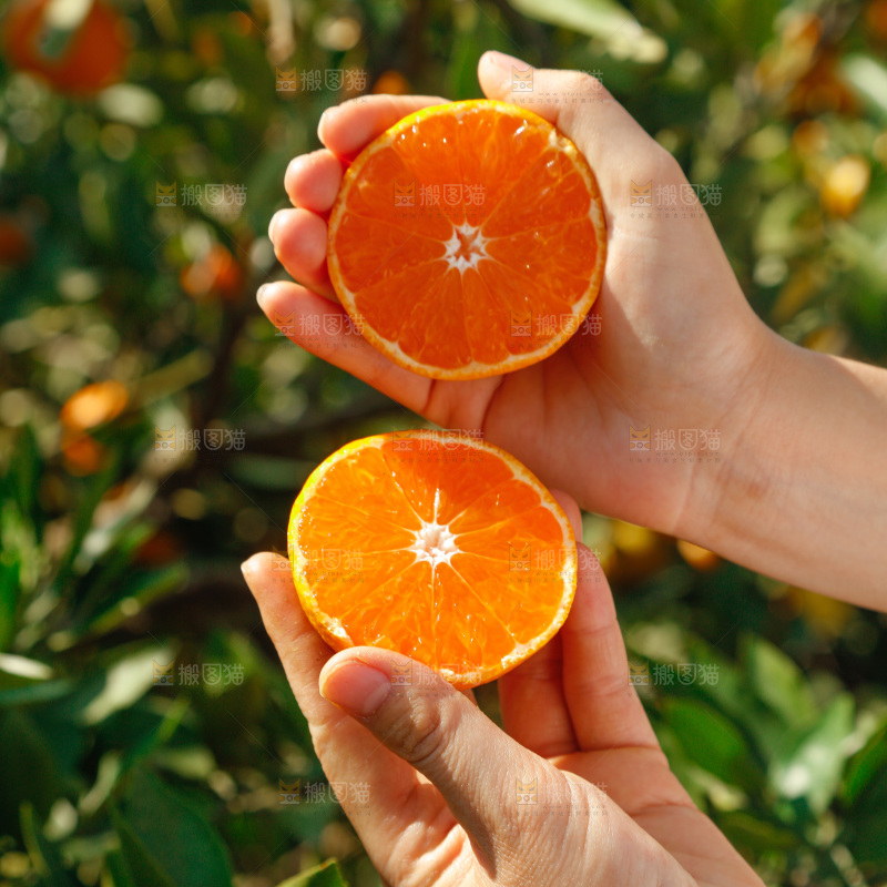 手里拿着新鲜蜜桔