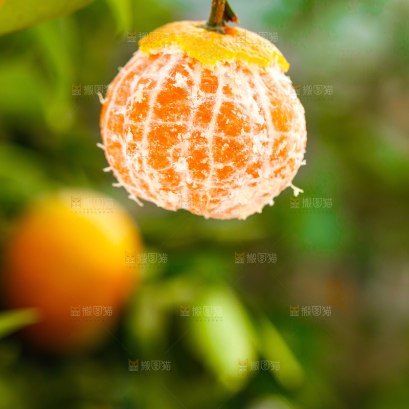 手里拿着涌泉蜜桔