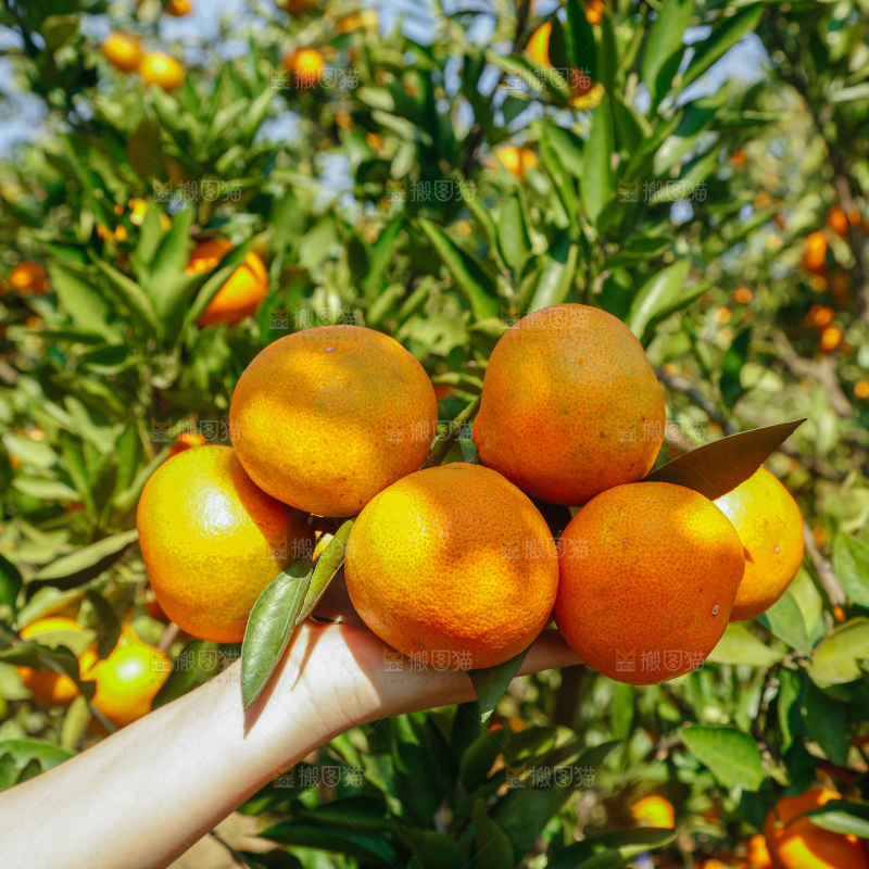 手里拿着新鲜蜜桔