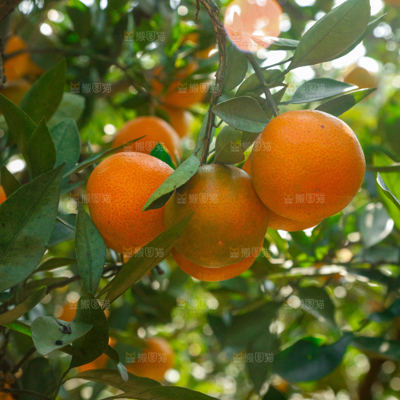 手里拿着新鲜蜜桔