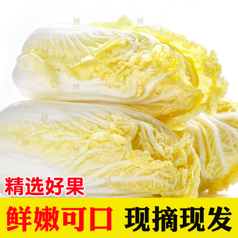 白底上的娃娃菜