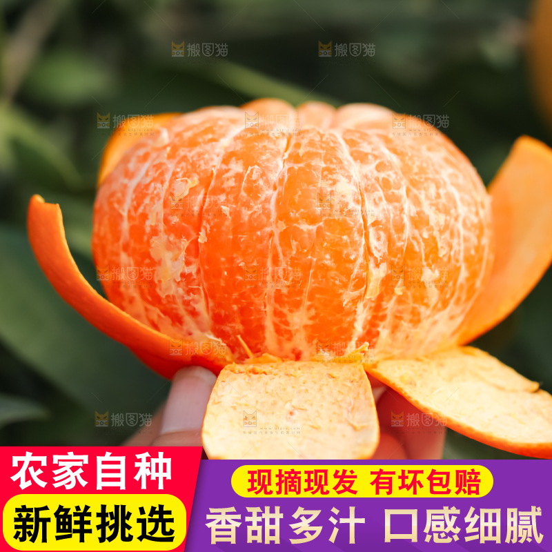 手里拿着新鲜沃柑