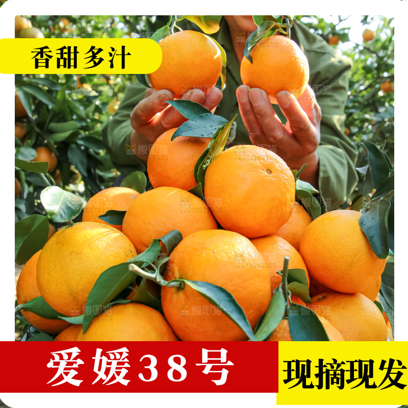 手里拿着爱媛果冻橙