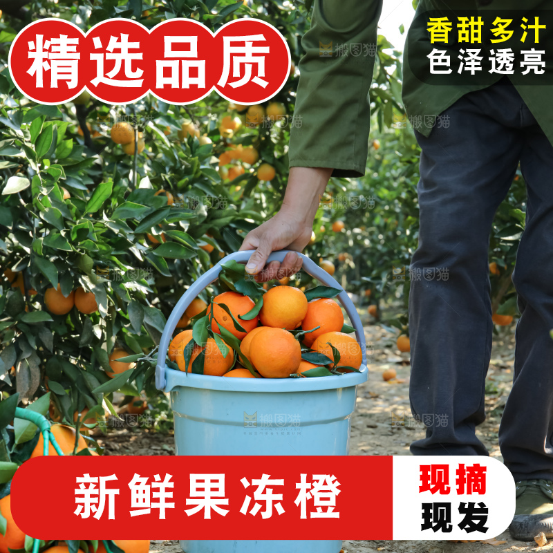 手里拿着爱媛果冻橙