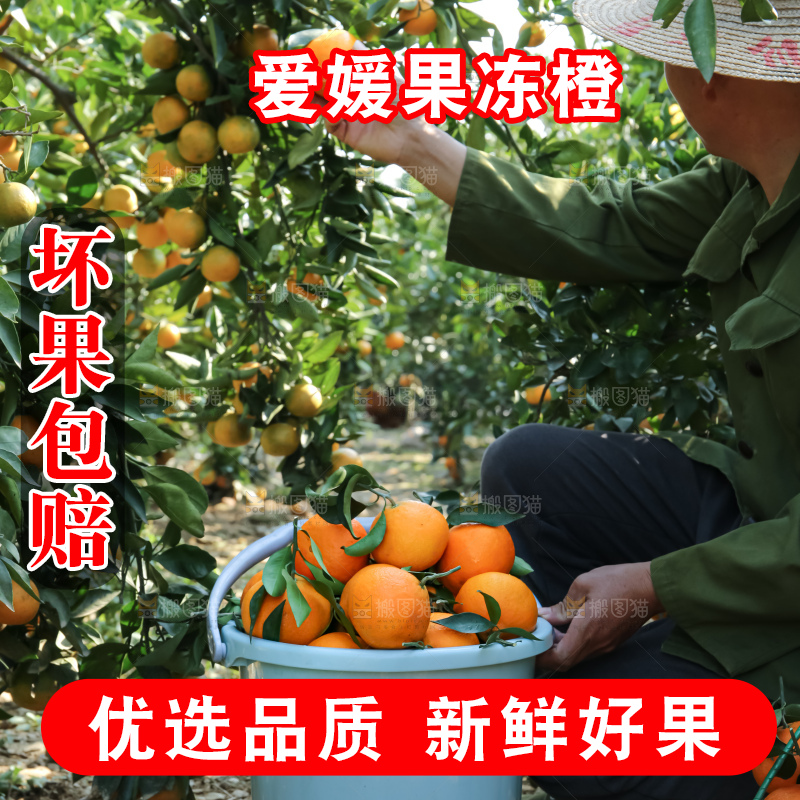手里拿着爱媛果冻橙