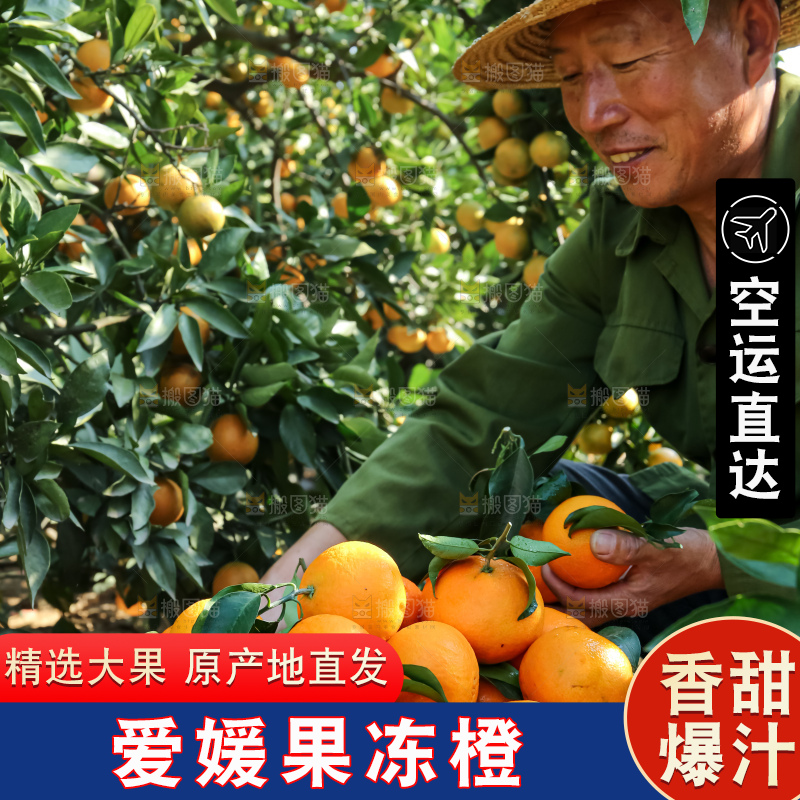 手里拿着爱媛果冻橙
