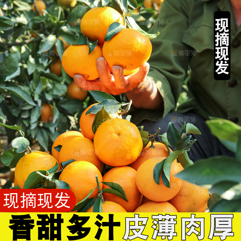 手里拿着爱媛果冻橙