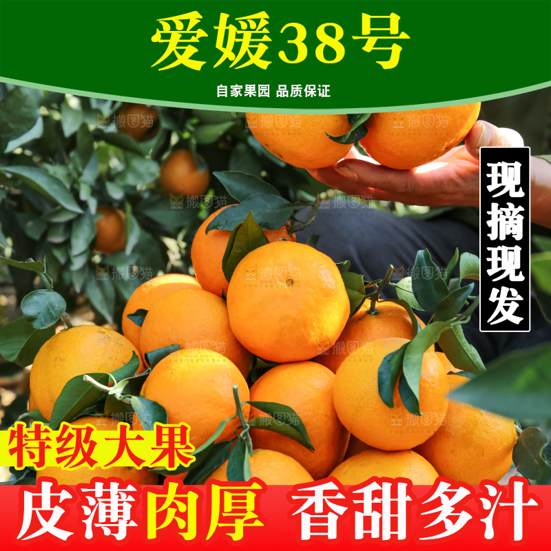 手里拿着爱媛果冻橙