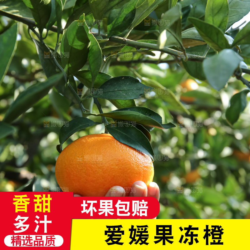 手里拿着爱媛果冻橙