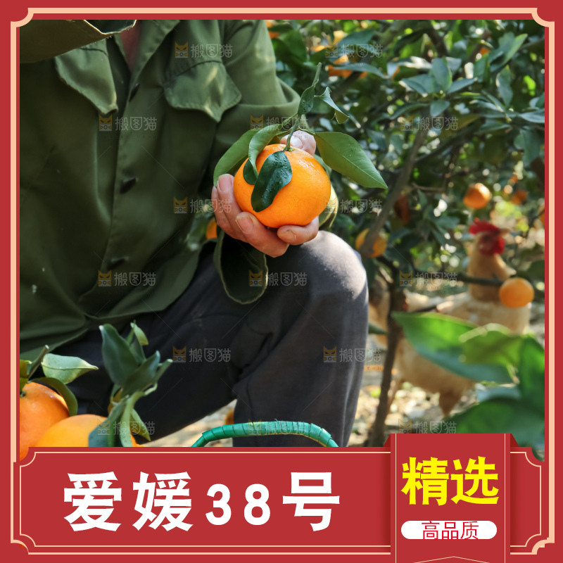 手里拿着爱媛果冻橙