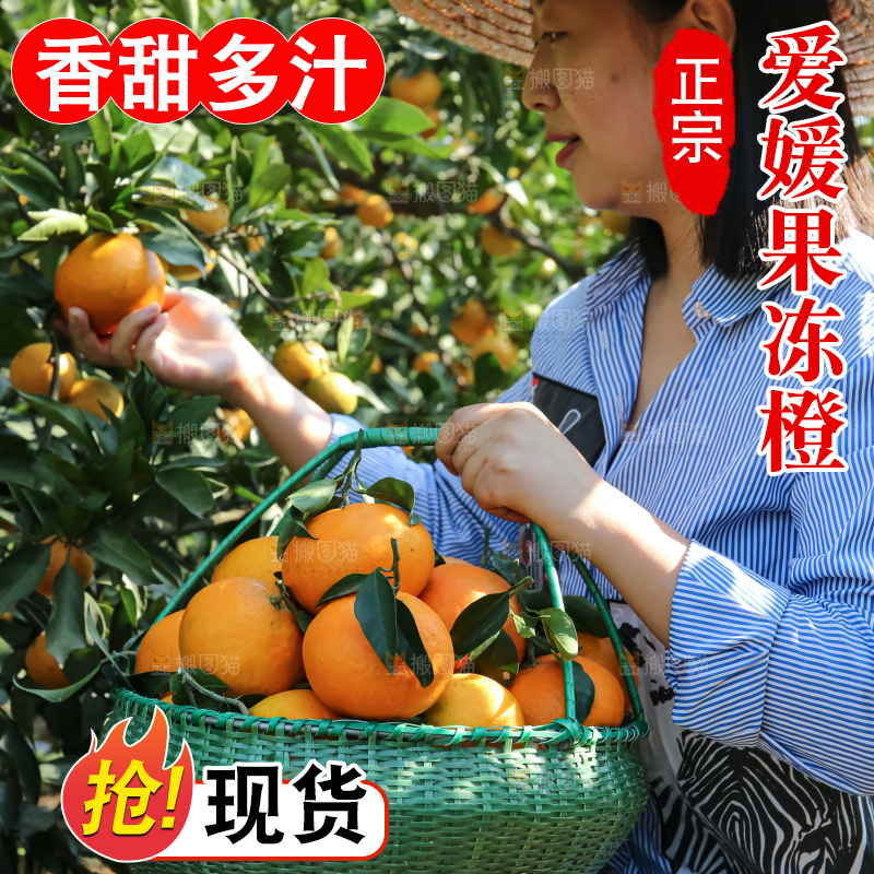 手里拿着爱媛果冻橙