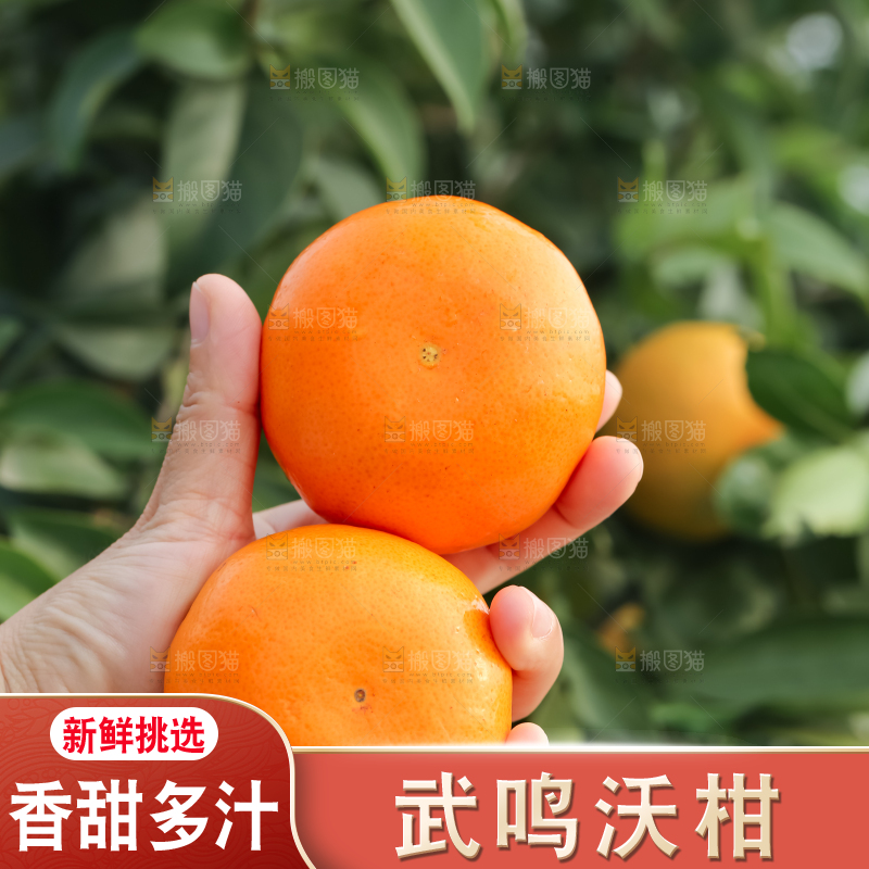 手里拿着新鲜沃柑