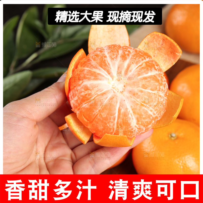 深底上的武鸣沃柑