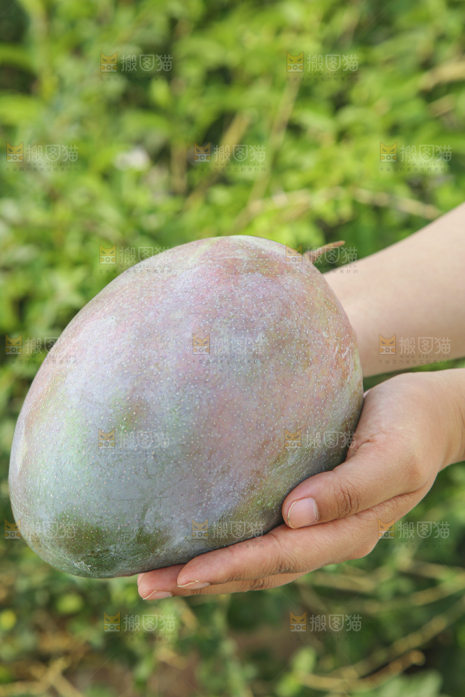 手里拿着新鲜凯特芒