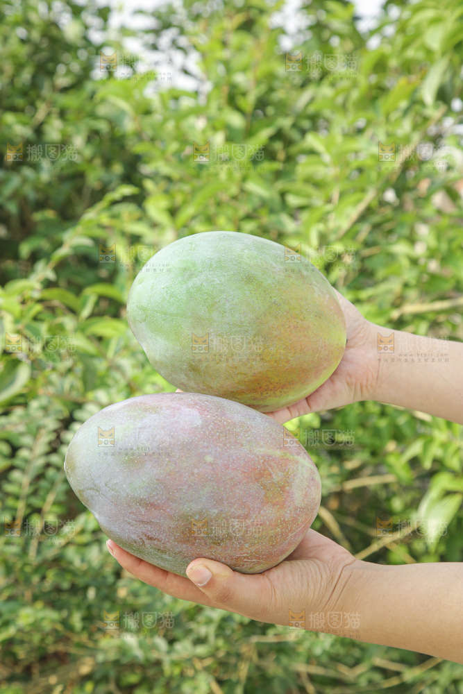 手里拿着新鲜凯特芒