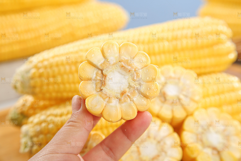 浅底上的黄玉米