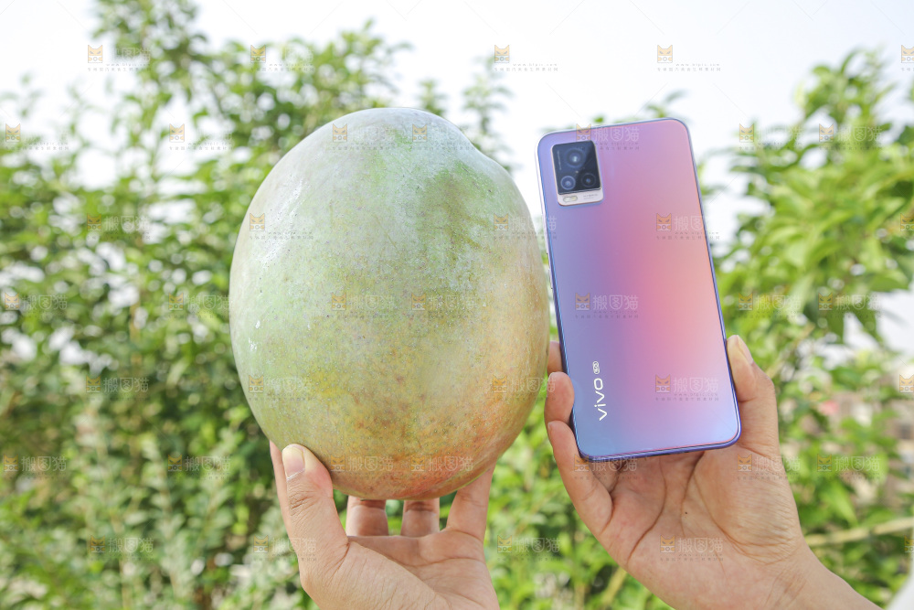 手里拿着新鲜凯特芒