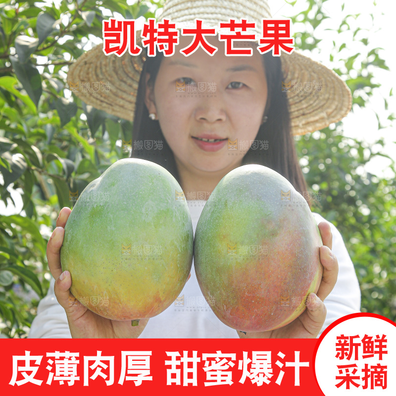 手里拿着新鲜凯特芒