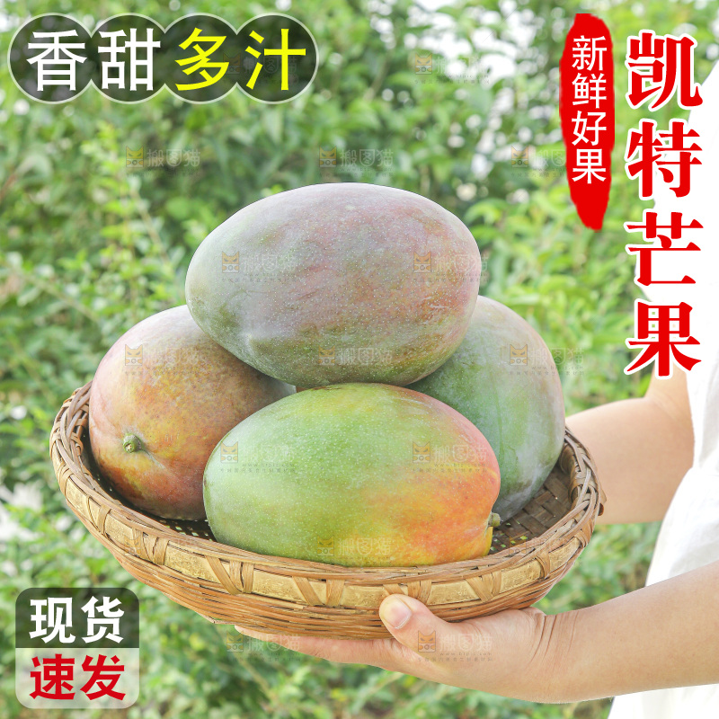 手里拿着新鲜凯特芒