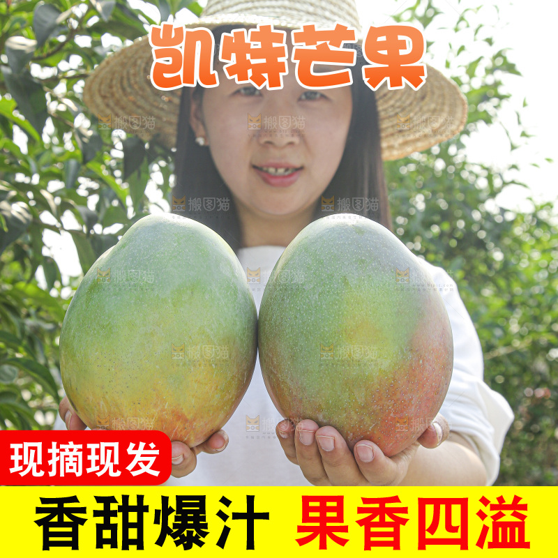 手里拿着新鲜凯特芒