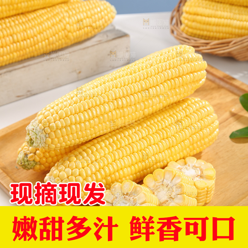 浅底上的黄玉米