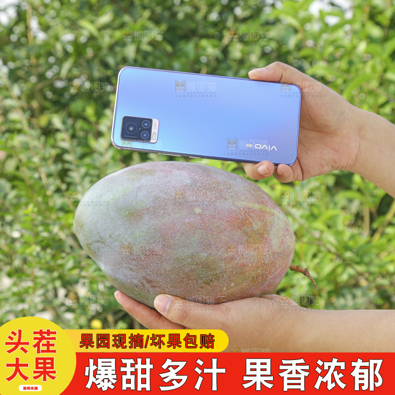 手里拿着新鲜凯特芒