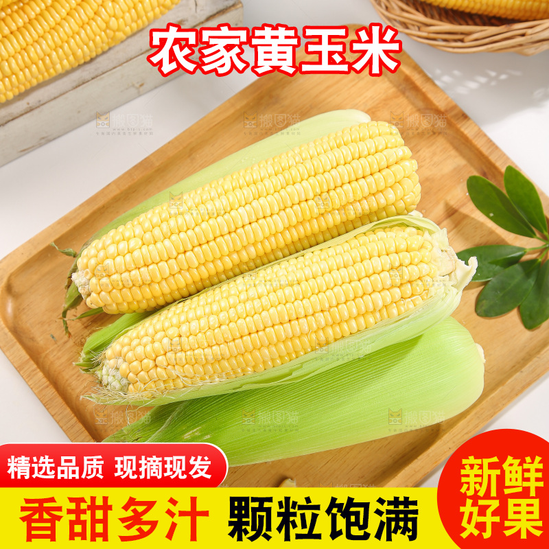 浅底上的黄玉米