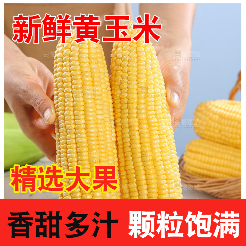 浅底上的黄玉米