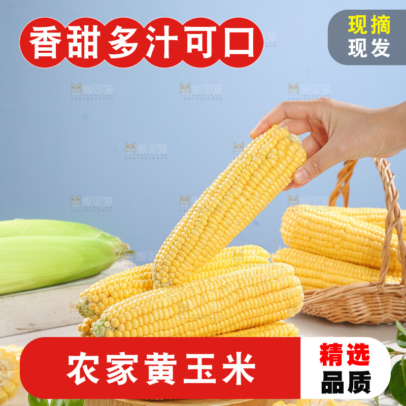 浅底上的黄玉米