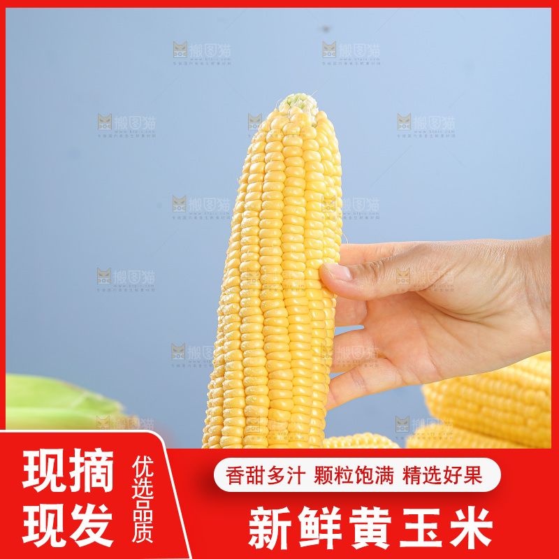 浅底上的黄玉米