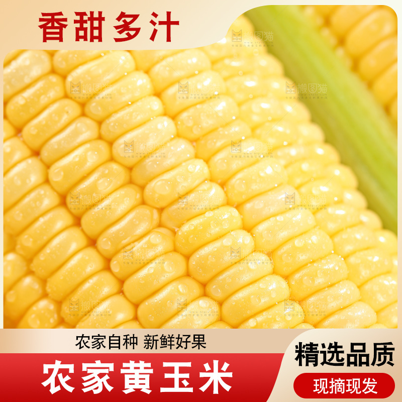 浅底上的黄玉米