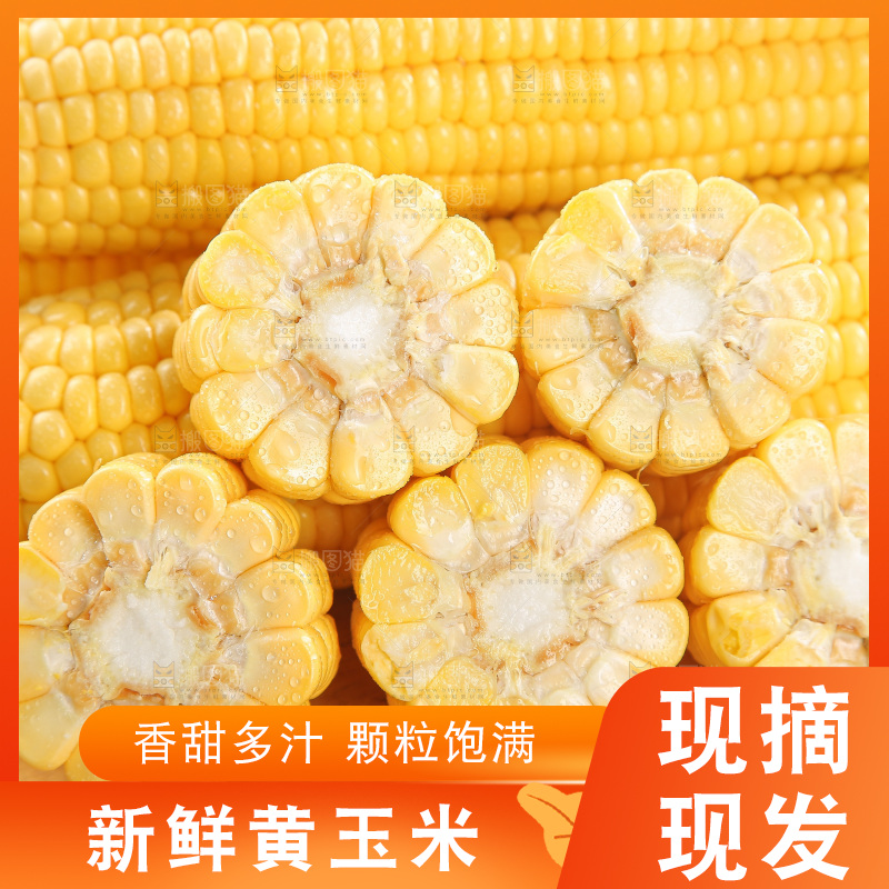 浅底上的黄玉米