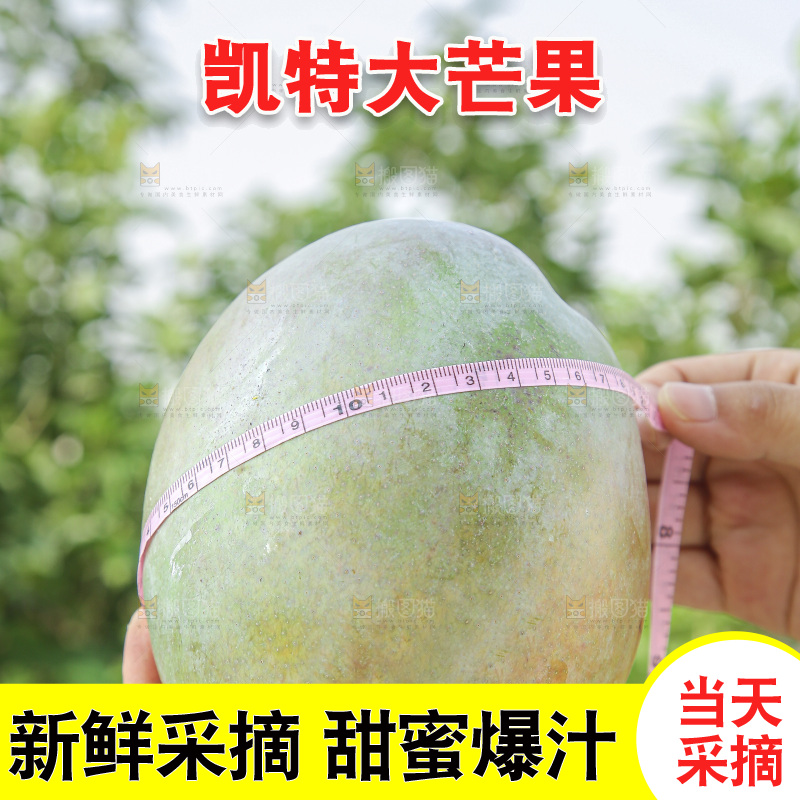 手里拿着新鲜凯特芒