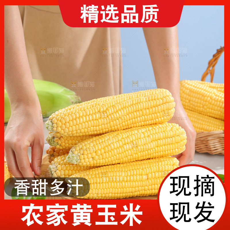 浅底上的黄玉米
