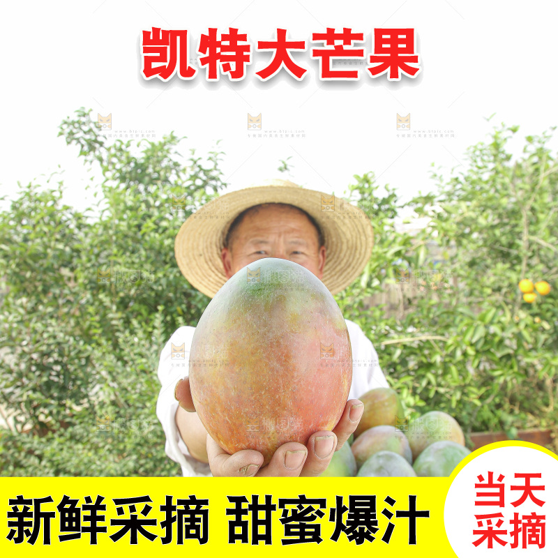手里拿着新鲜凯特芒