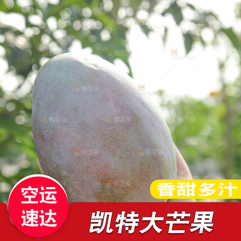 手里拿着新鲜凯特芒