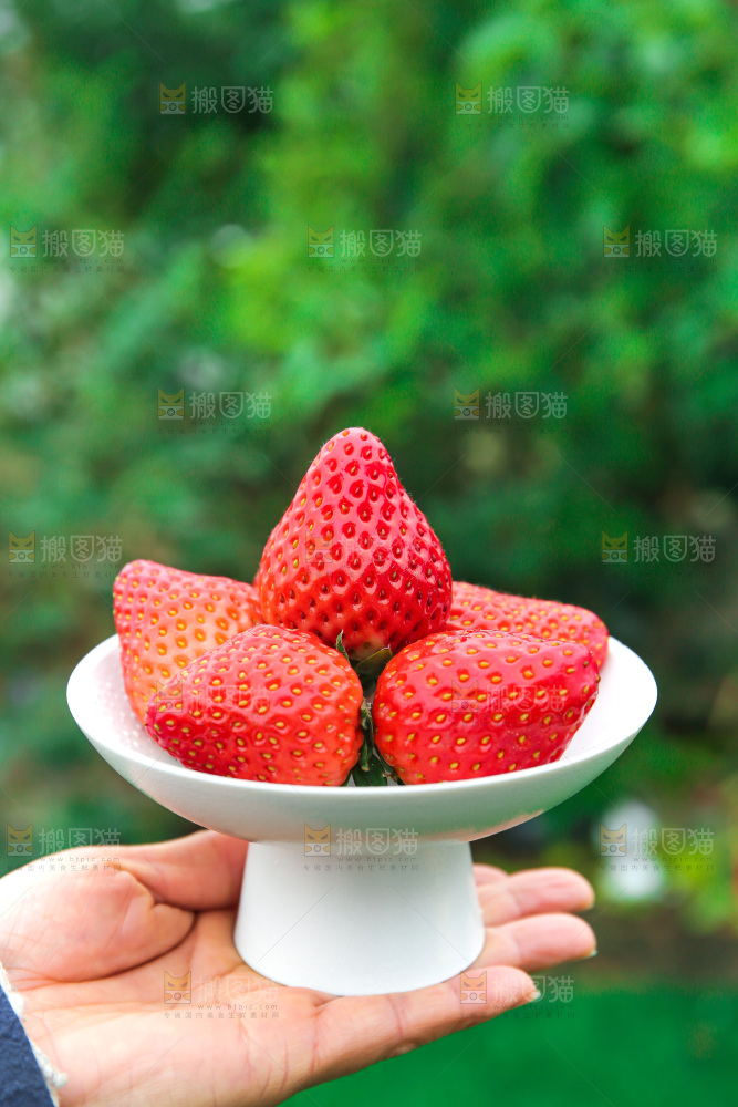 浅底上的丹东大草莓