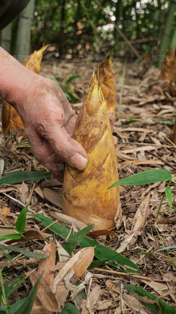 手里拿着的大冬笋