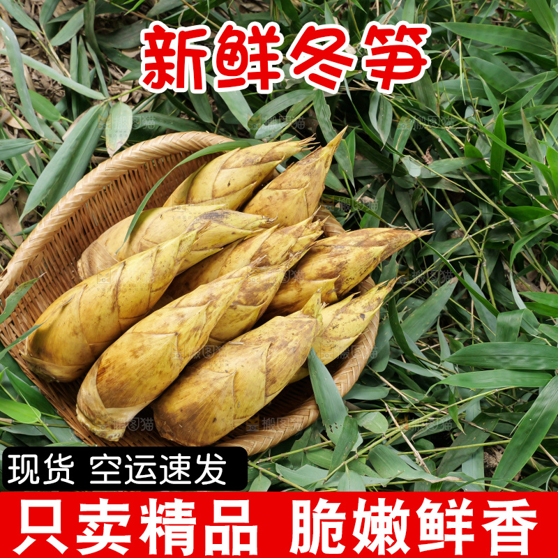 竹林现挖的冬笋