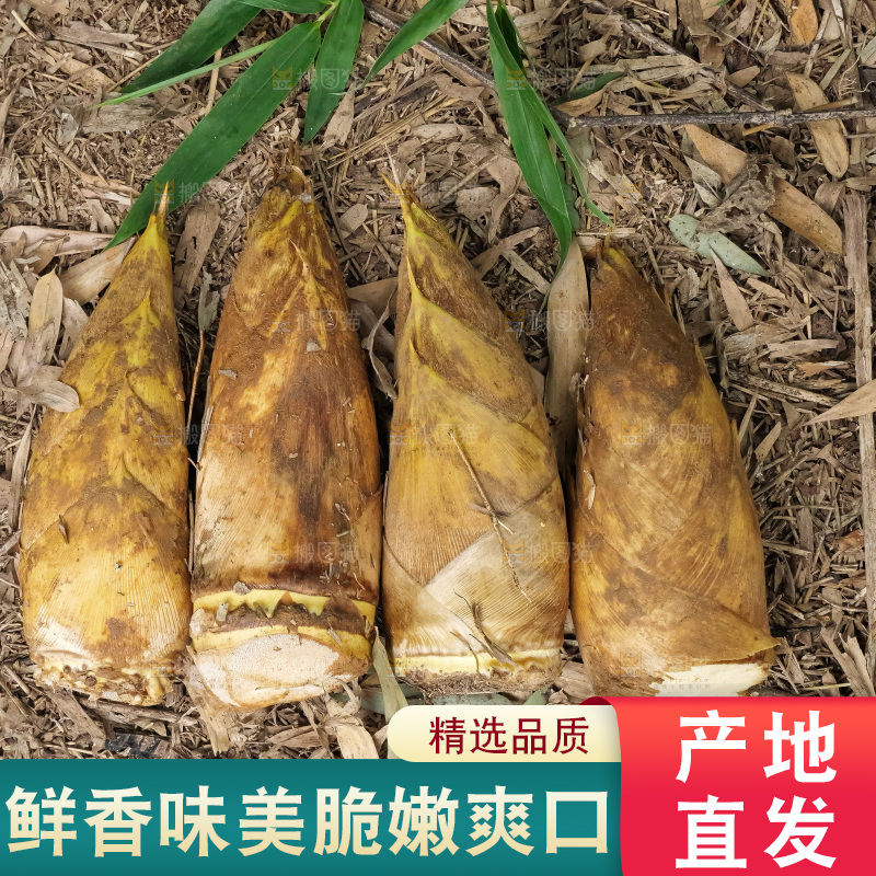 竹林现挖的冬笋