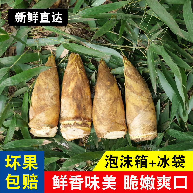 竹林现挖的冬笋