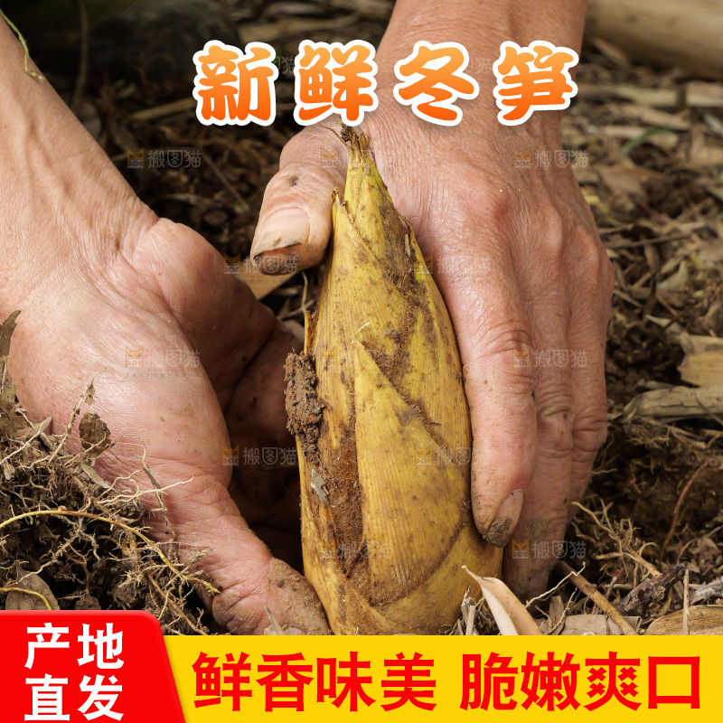 竹林现挖的冬笋