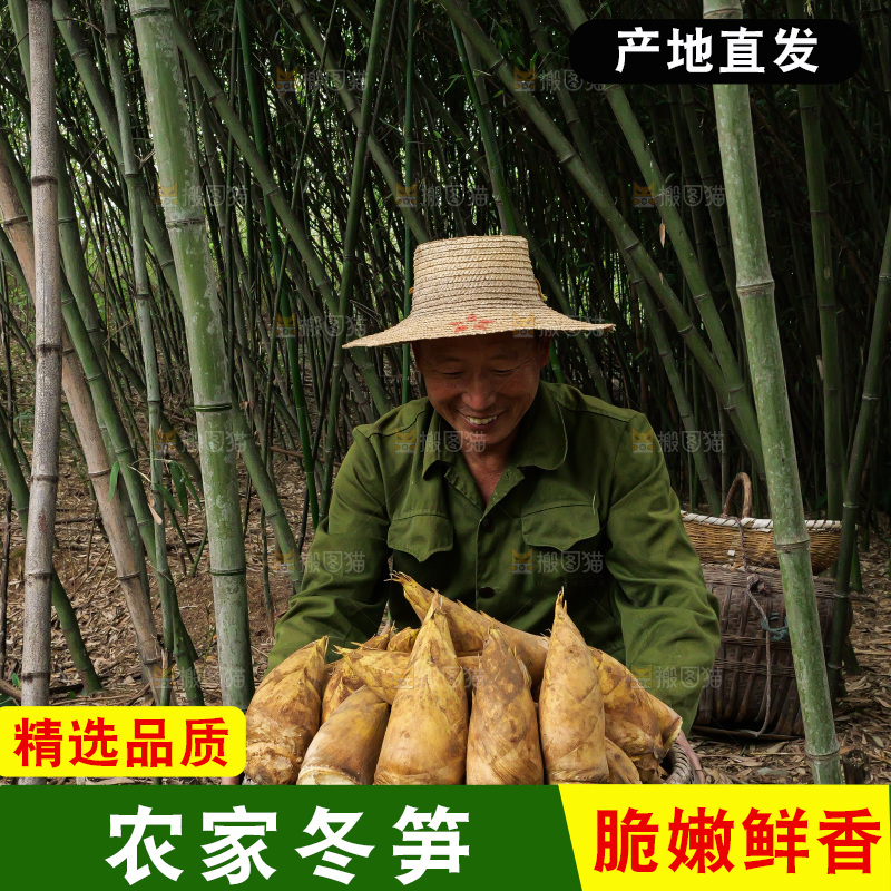 竹林现挖的冬笋