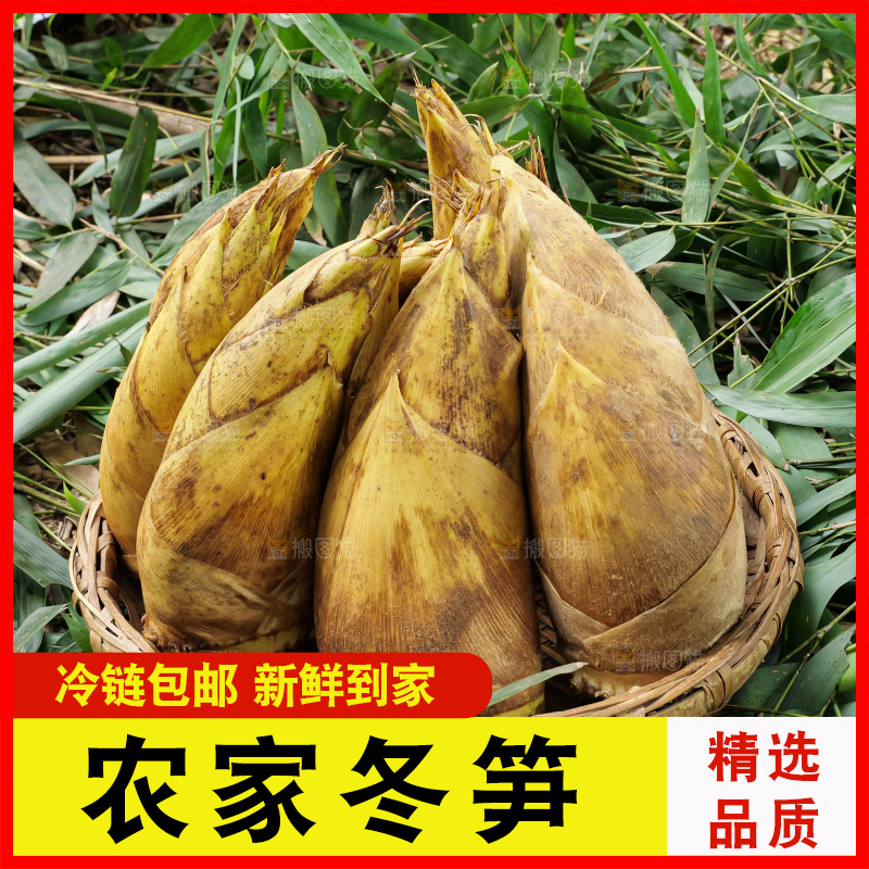 竹林现挖的冬笋