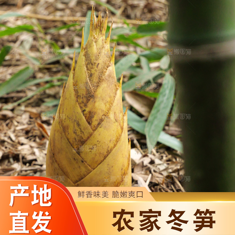 竹林现挖的冬笋
