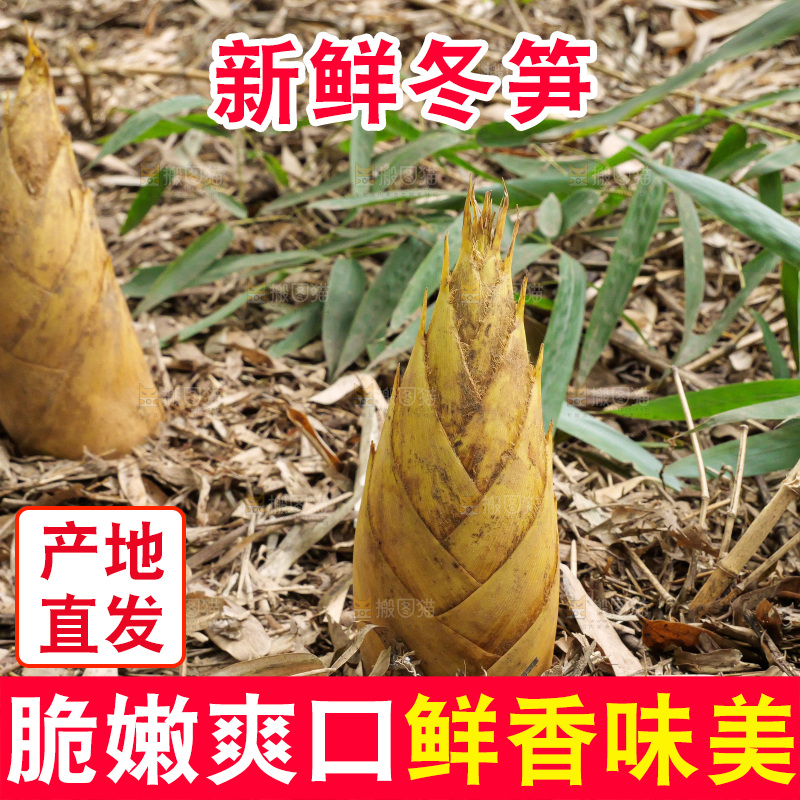 竹林现挖的冬笋