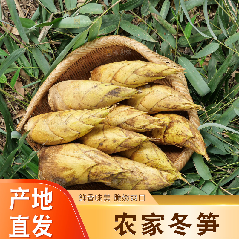 竹林现挖的冬笋