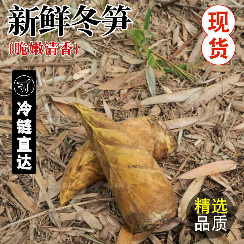 竹林现挖的冬笋