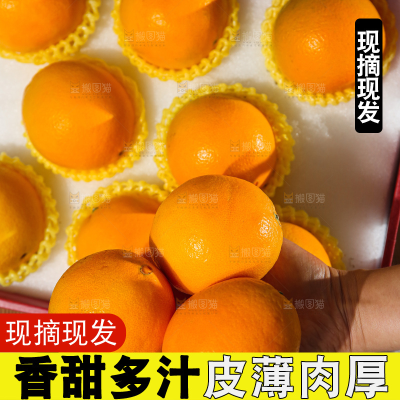 浅底上的赣南脐橙