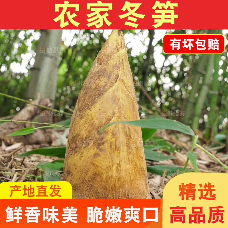 竹林现挖的冬笋
